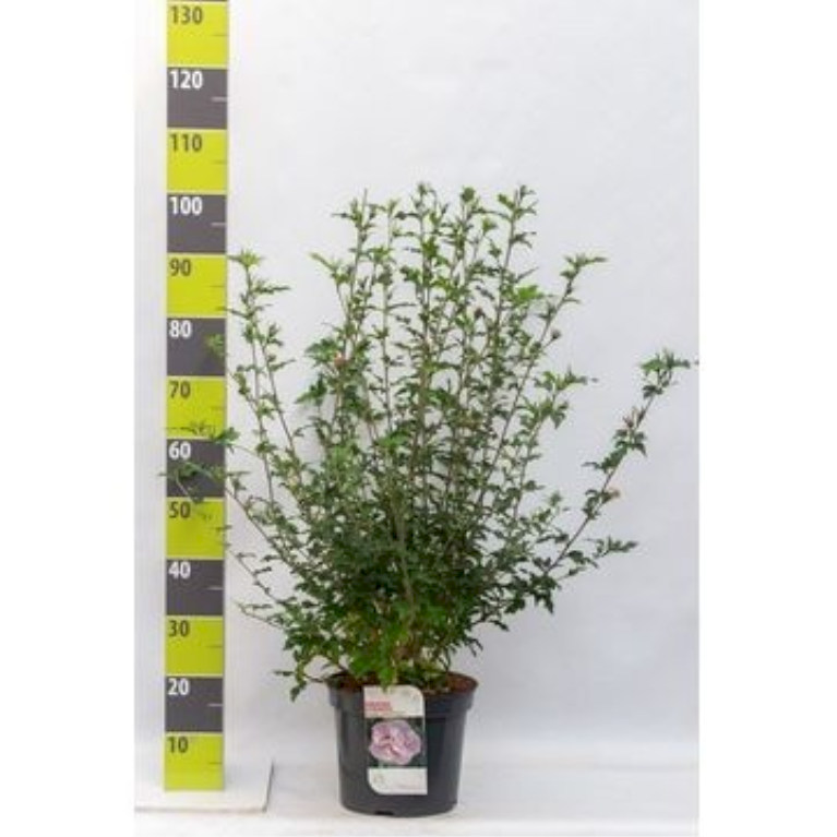 Syrisk Rose