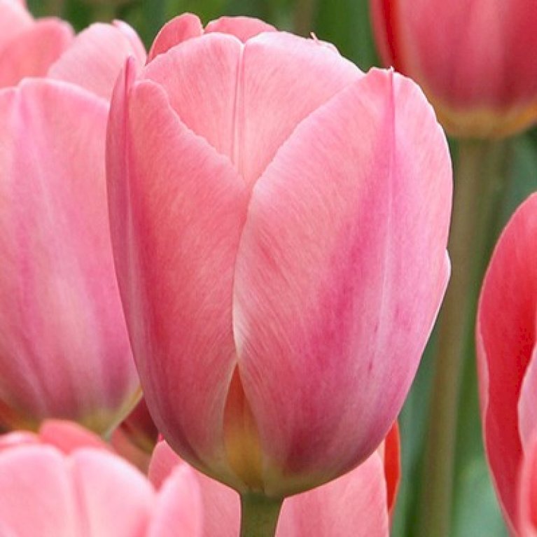 Tulipan 'Design Impression' Storkøb
