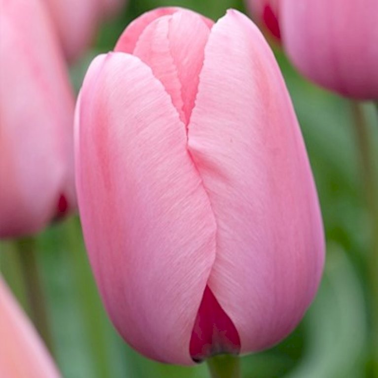 Tulipan 'Pink Impression' Storkøb