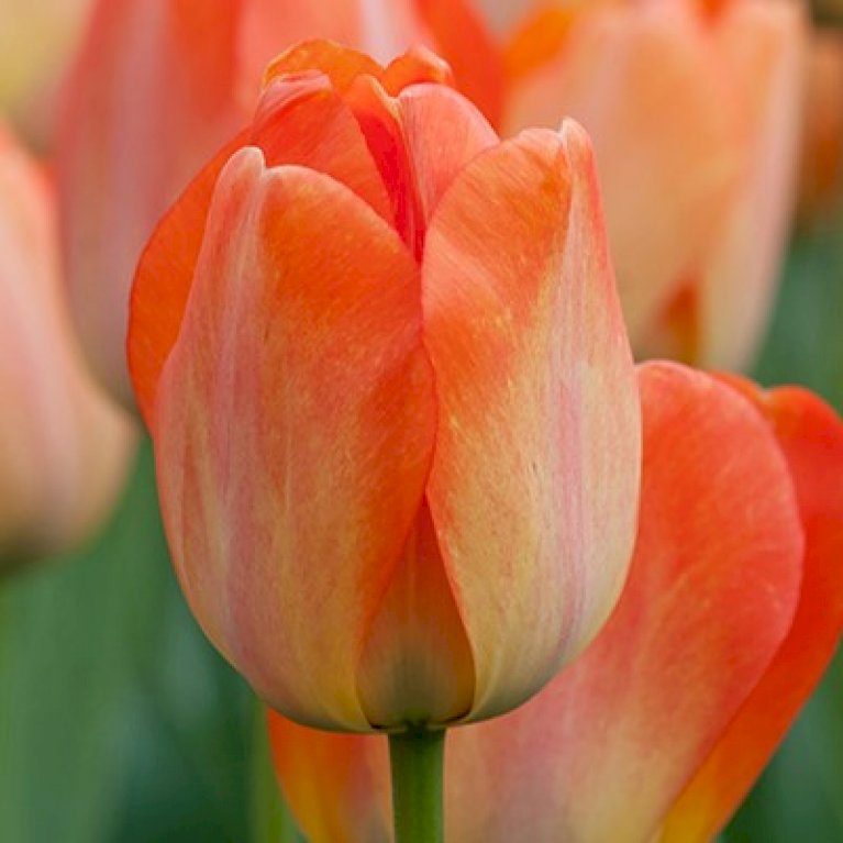 Tulipan 'Daydream' Storkøb