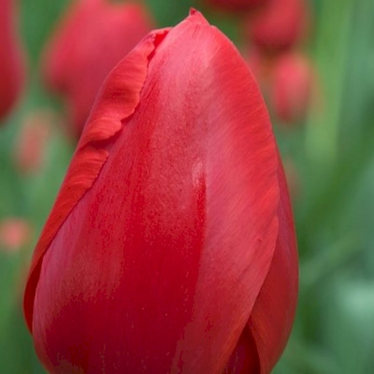 Tulipan 'Kingsblood' Storkøb