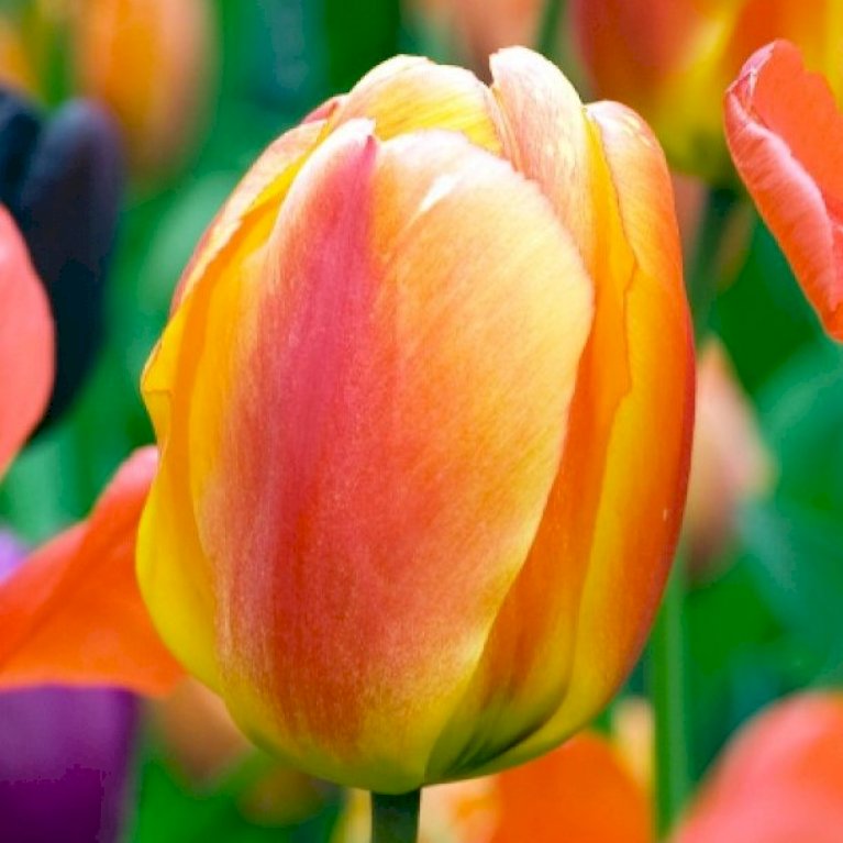 Tulipan 'Apeldoorn's Elite' Storkøb