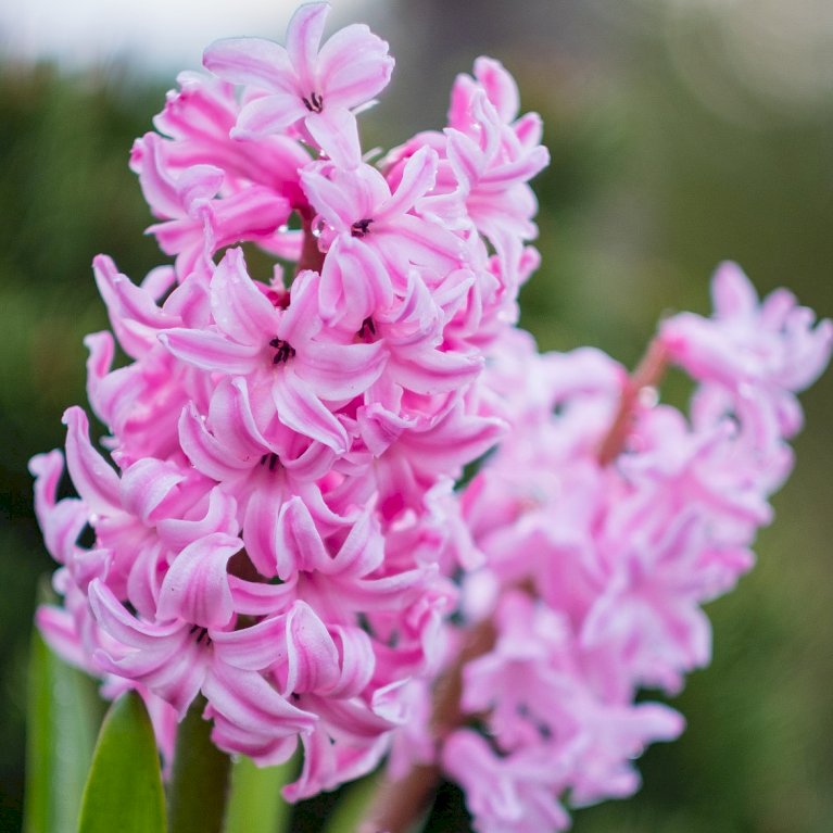 Hyacinth 'Pink Surprise'
