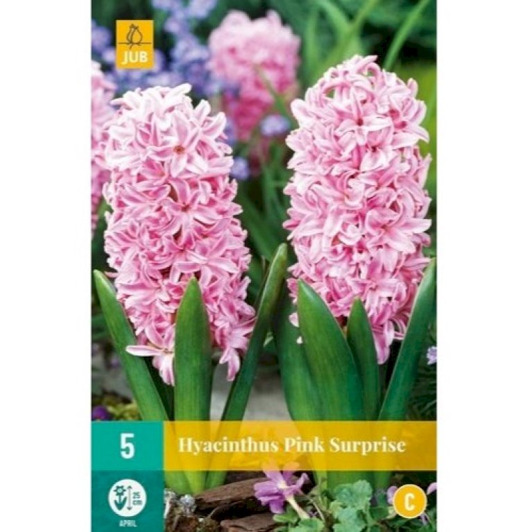 Hyacinth 'Pink Surprise'
