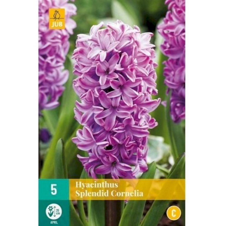 Hyacinth 'Splendid Cornelia'