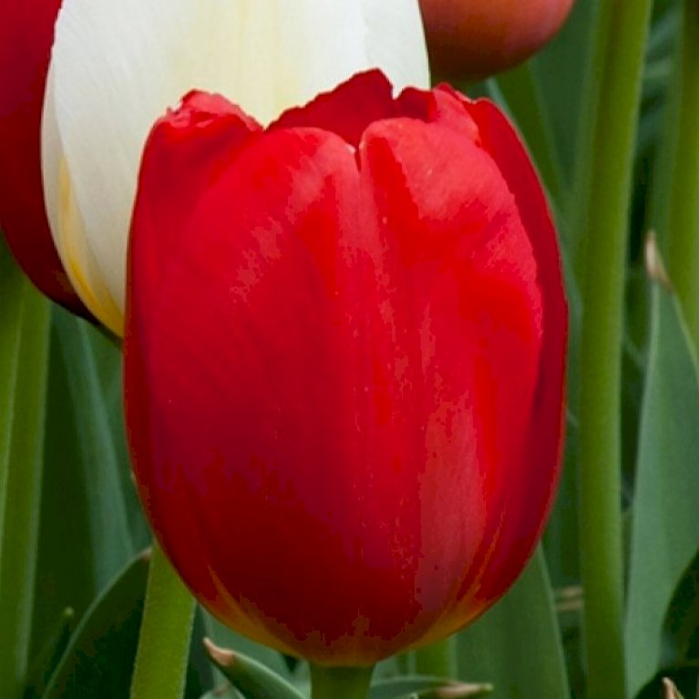 Tulipan 'Kingsblood'