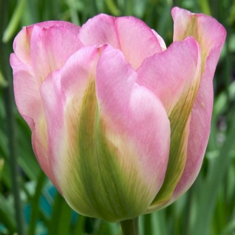 Tulipan 'Grønland'