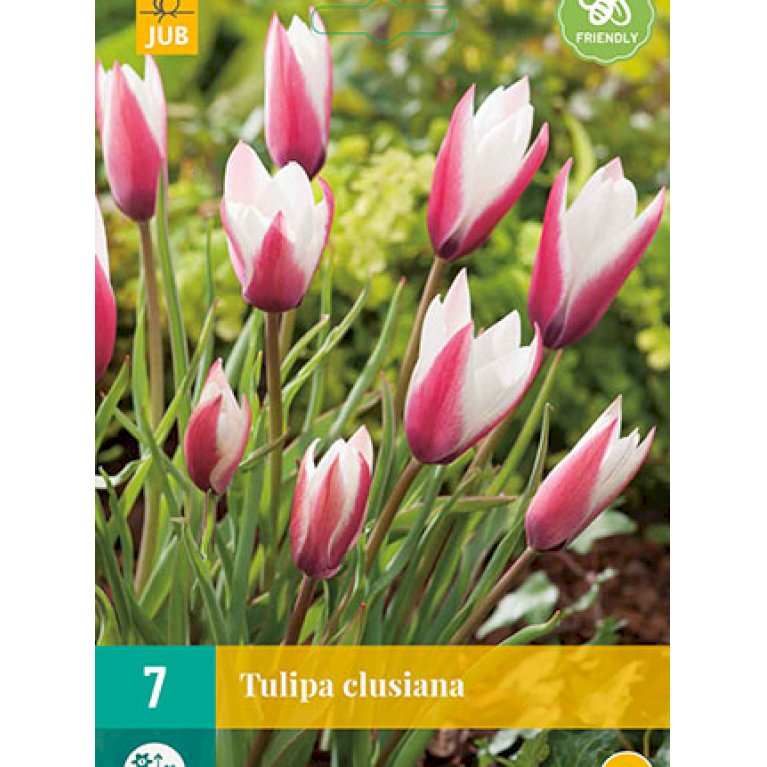 Tulipan 'Clusiana'