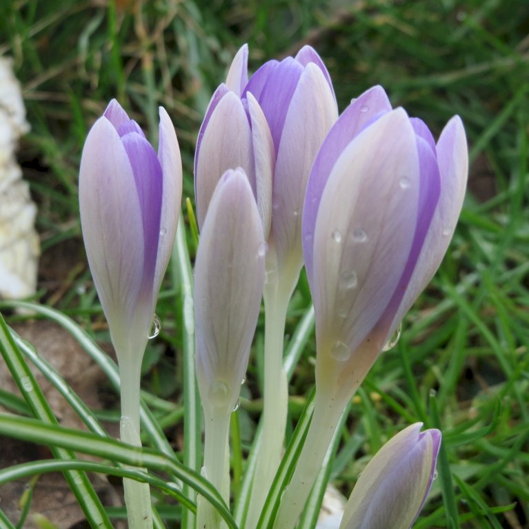 Storblomstrende Krokus 'Vanguard'