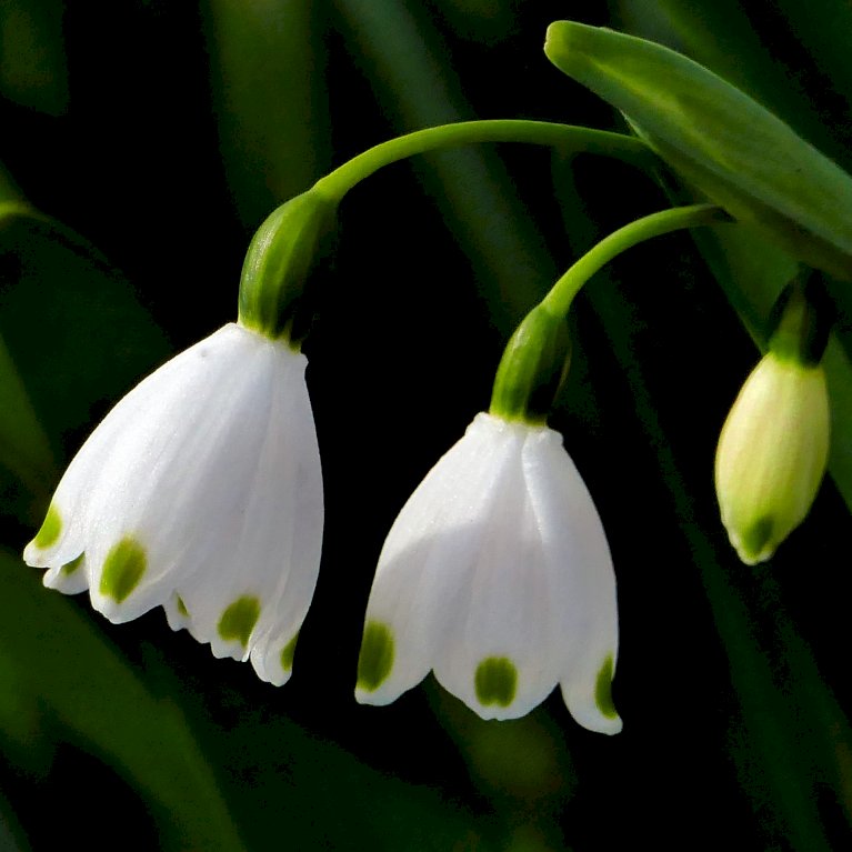 Sommerhvidblomme