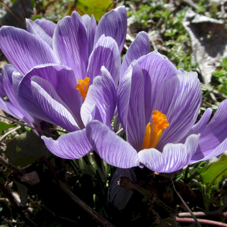 Efterårs-Krokus