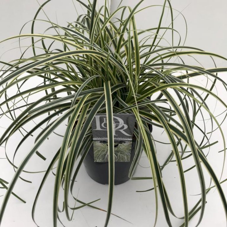 Star 'Feather Falls'