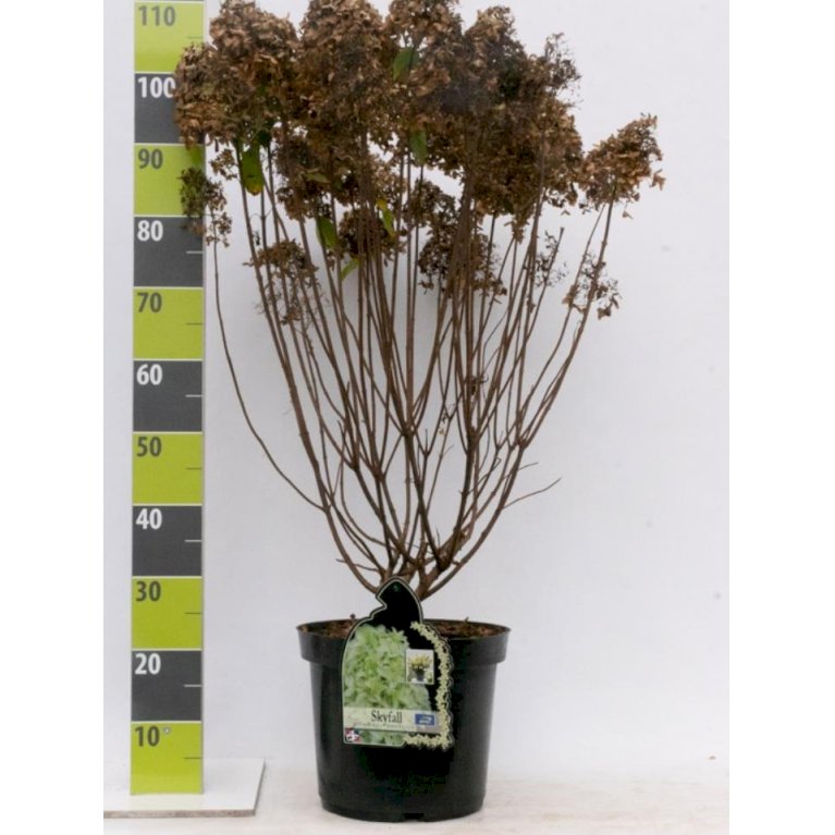 Syrénhortensia 'Skyfall'