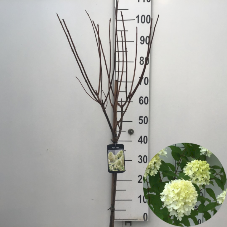 Syrénhortensia 'Skyfall'