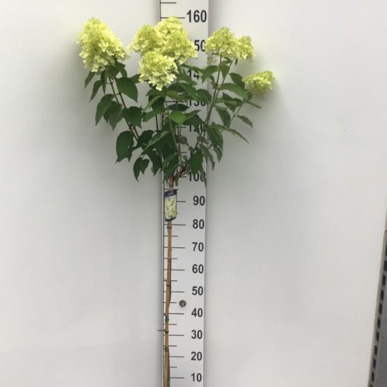 Syrénhortensia 'Skyfall'