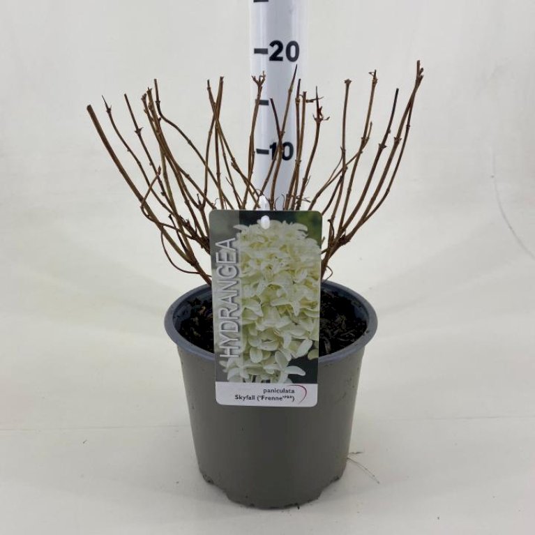 Syrénhortensia 'Skyfall'