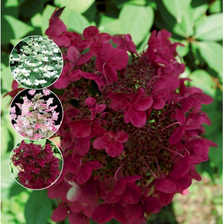 Syrén-hortensia 'Wims Red'
