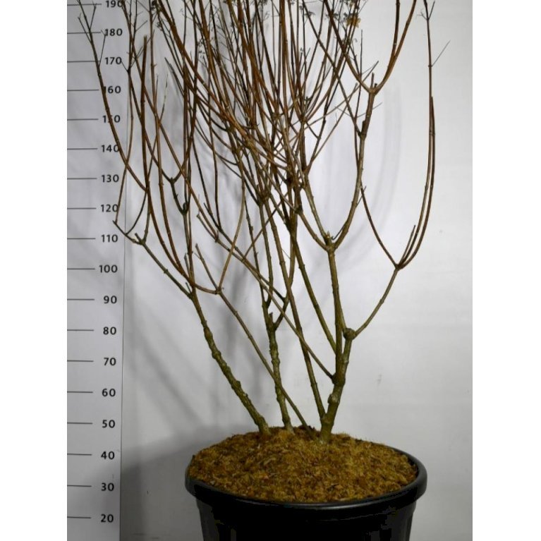 Syrén-hortensia 'Wims Red'