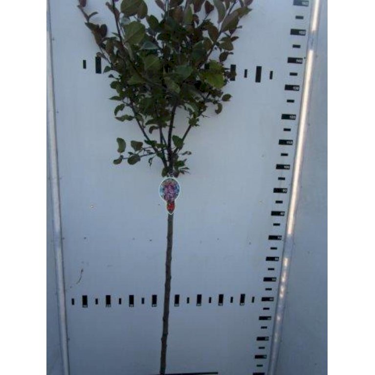 Paradisæble 'Neville Copeman' - Malus 'Neville Copeman' (Højstammet SHOK 10-12)