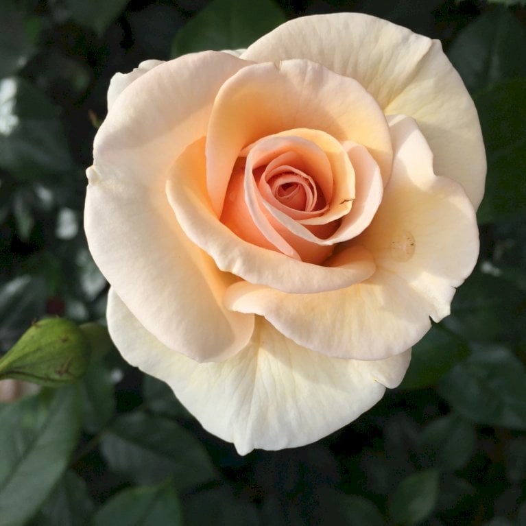 'Elin's Rose'