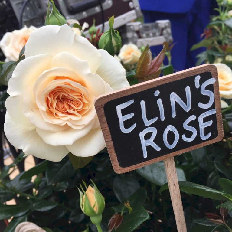 'Elin's Rose'™