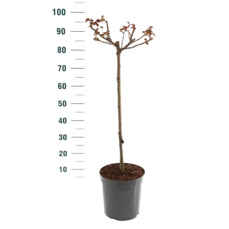 'Red Leonardo Da Vinci'