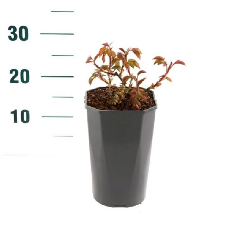 'Red Leonardo Da Vinci'