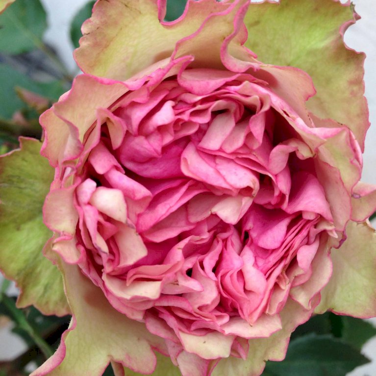 'Loves Me® Tender'™