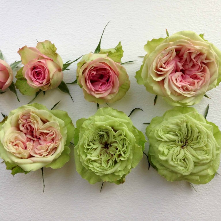 'Loves Me® Tender'™