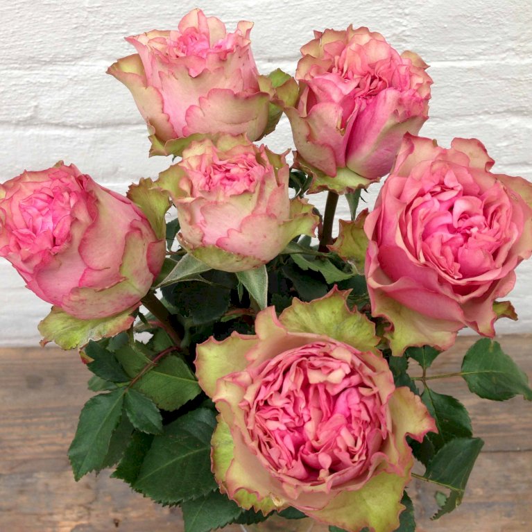 'Loves Me® Tender'™