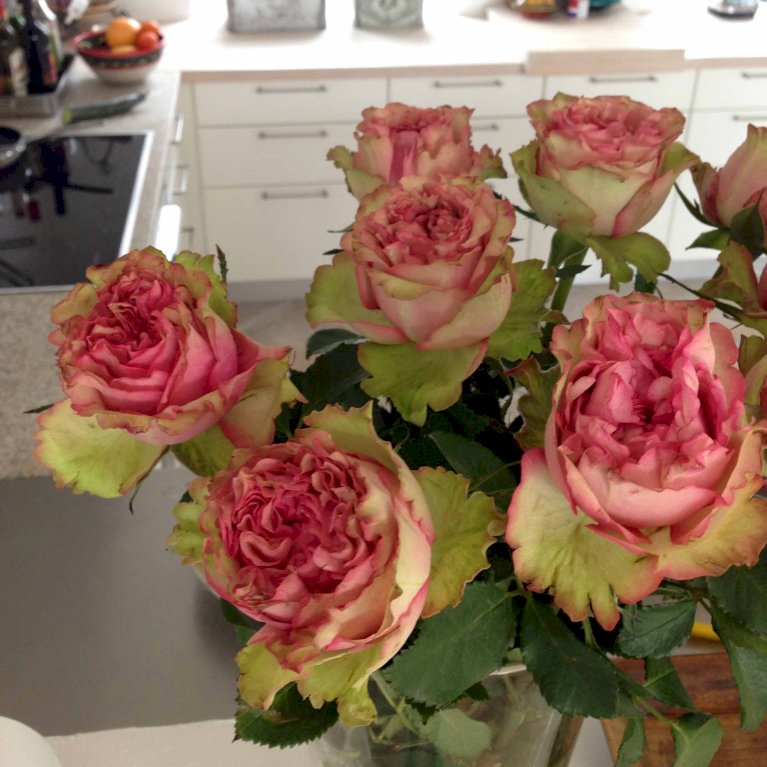 'Loves Me® Tender'™