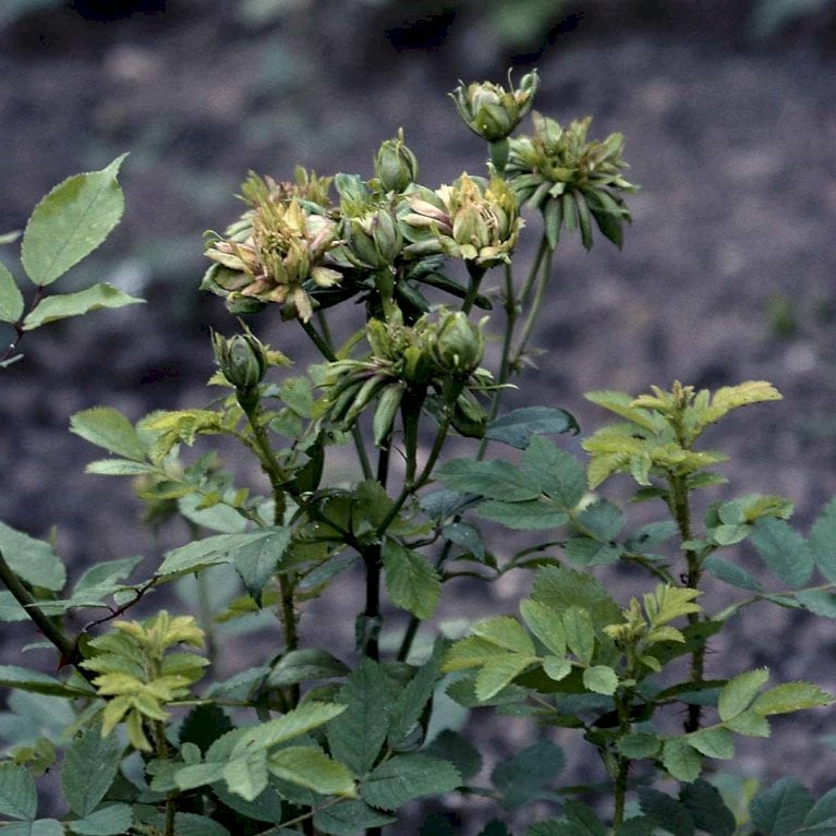 'Viridiflora' (Den Grønne Rose)