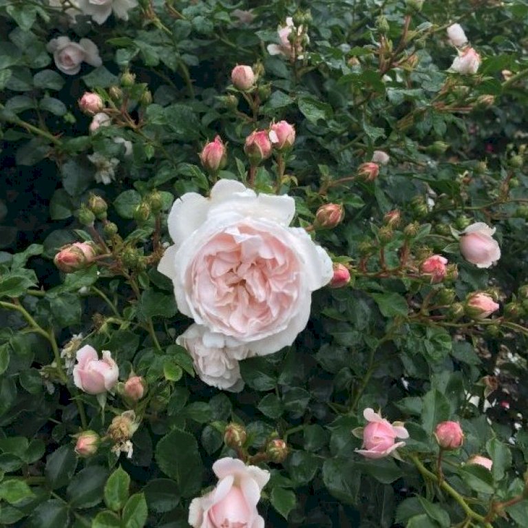 'Genforenings Rosen'™