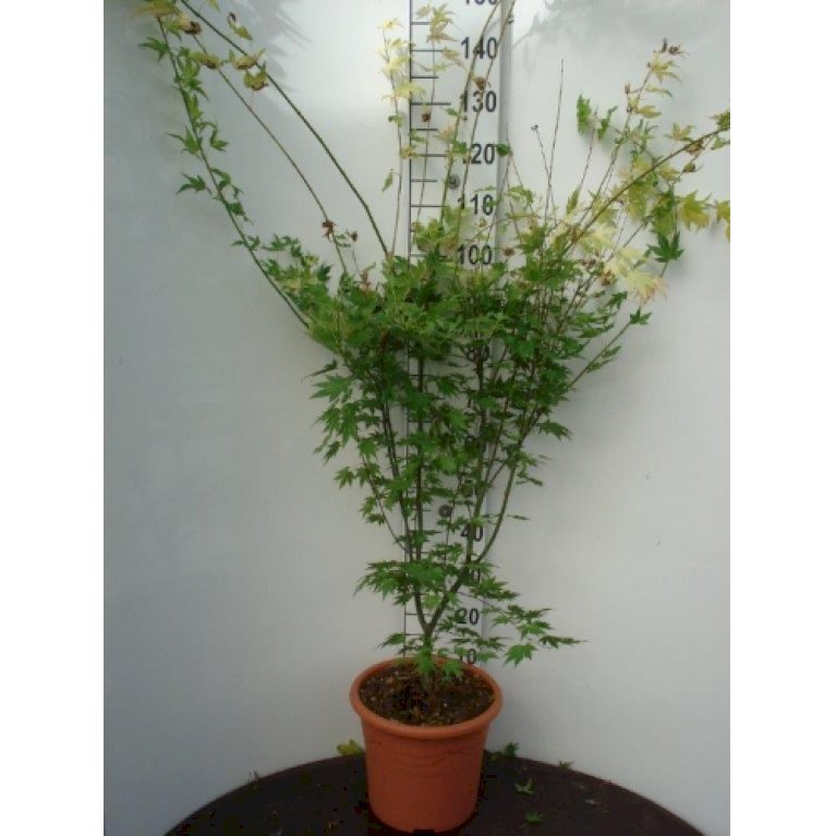 Japansk Ahorn 'Orange Dream'