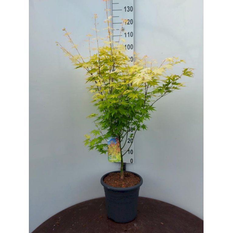 Japansk Ahorn 'Orange Dream'