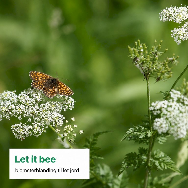 Dansk blomsterblanding til let jord