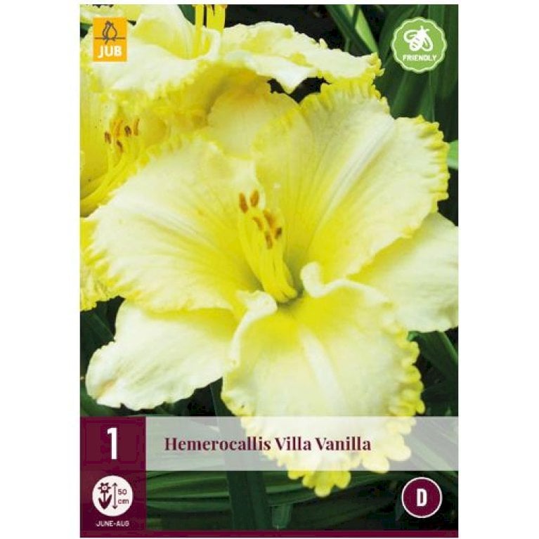 Daglilje 'Villa Vanilla'