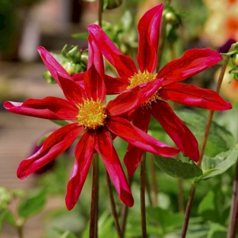 Dahlia Honka Rood / Red