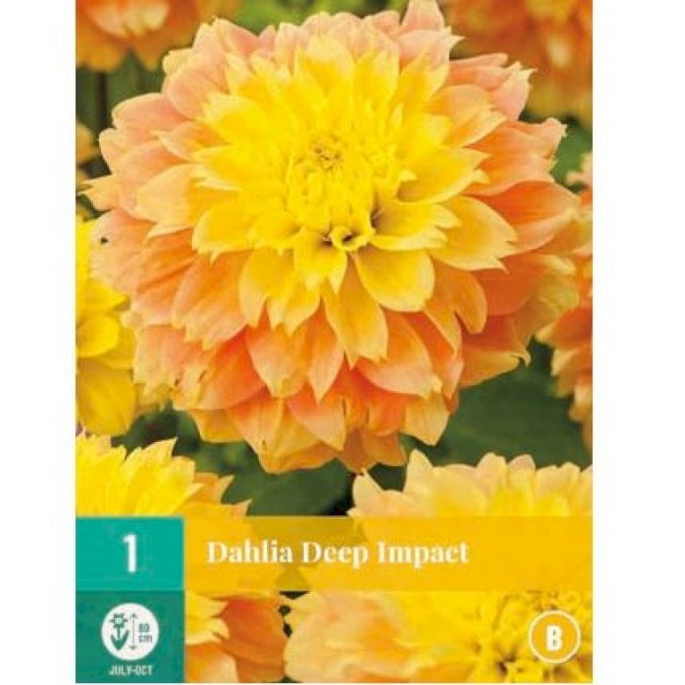 Dahlia 'Deep Impact'