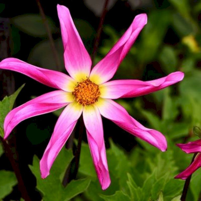 Dahlia Honka Roze / Pink