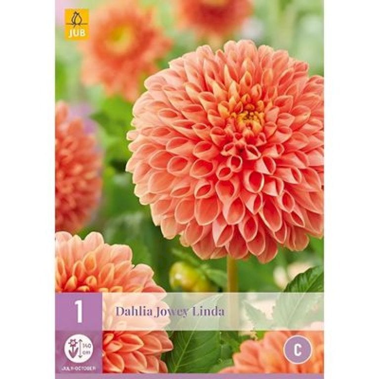 Dahlia Jowey Linda