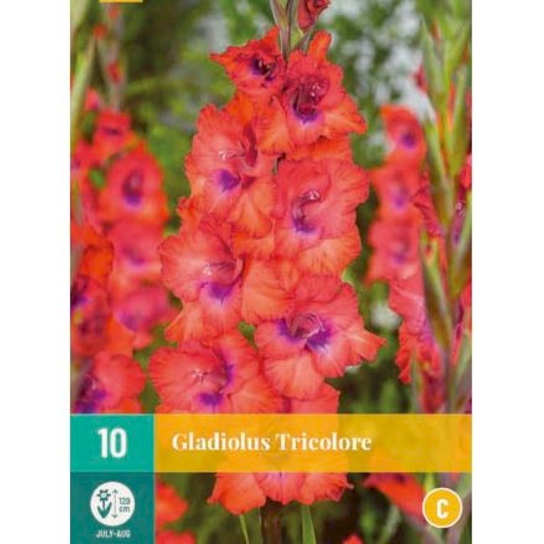 Gladiolus 'Tricolore'