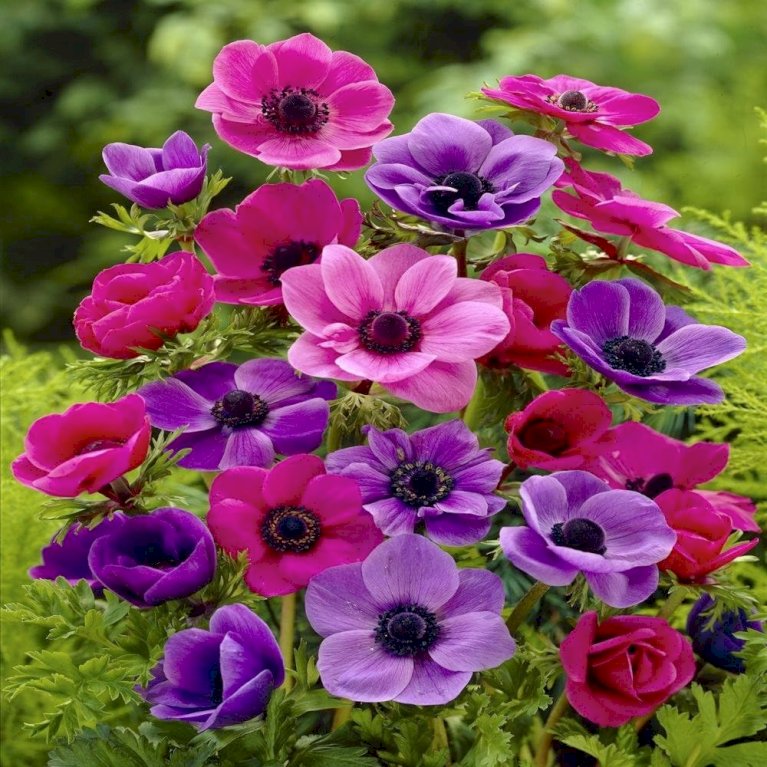 Fransk Anemone 'Pink - Purple Mix' - Nyhed