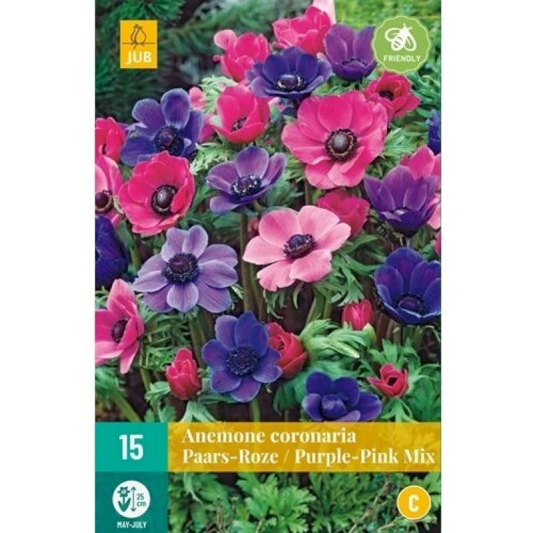 Fransk Anemone 'Pink - Purple Mix' - Nyhed