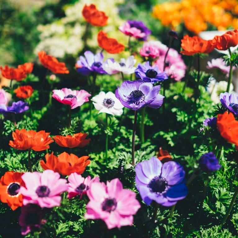 Fransk Anemone 'De Caen' Mix