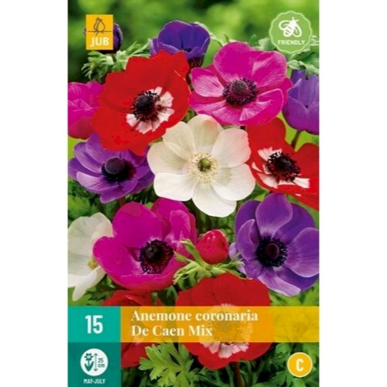 Fransk Anemone 'De Caen' Mix
