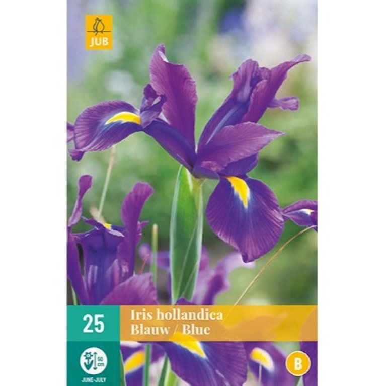 Hollandsk Iris 'Blue'