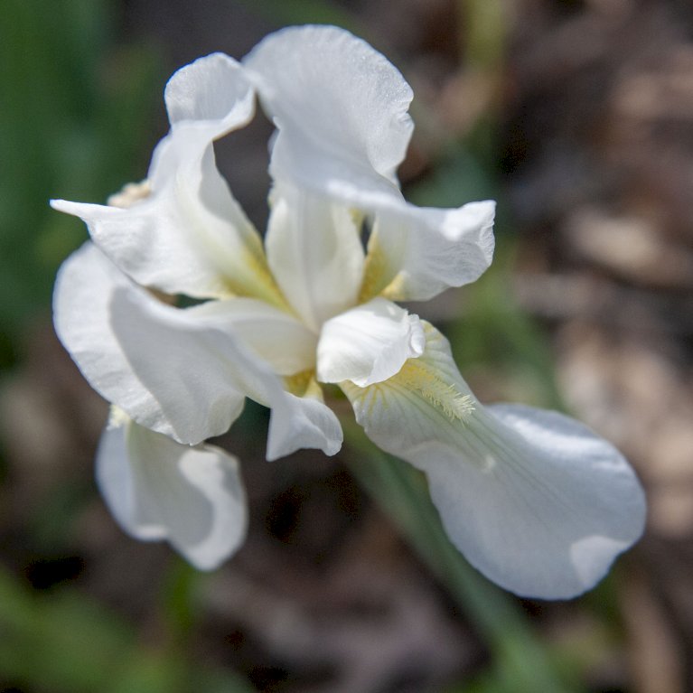 Hollandsk Iris 'White'