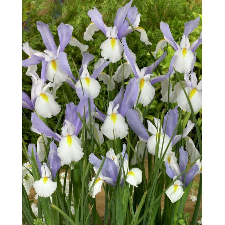 Hollandsk Iris 'Silvery Beauty'