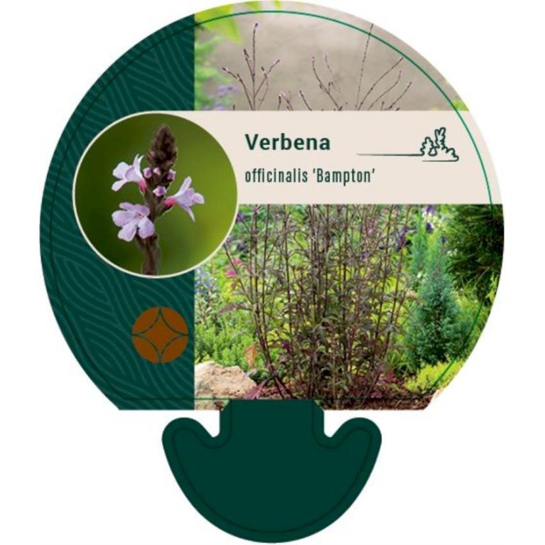 Læge-Jernurt 'Bampton'